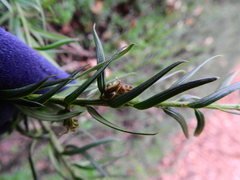Cecidophyopsis psilaspis
