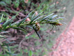 Cecidophyopsis psilaspis