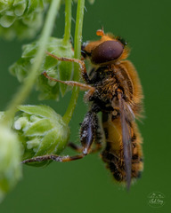 Parhelophilus frutetorum