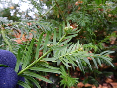 Cecidophyopsis psilaspis