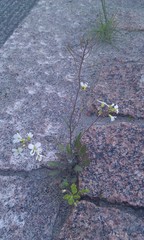 Arabidopsis arenosa