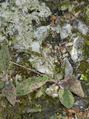 Hieracium pollichiae