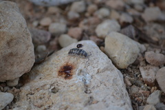 Porcellio ornatus