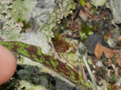 Hieracium pollichiae