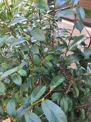 Image of Magnolia figo