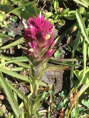 Castilleja lassenensis