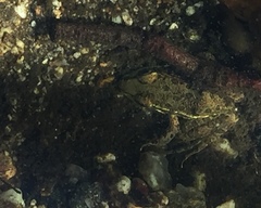 Lithobates yavapaiensis