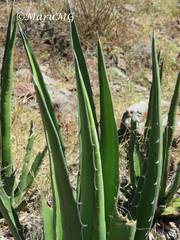 Agave albomarginata