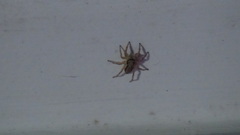 Menemerus bivittatus