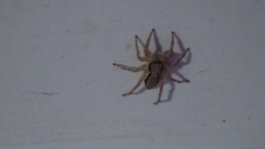 Menemerus bivittatus