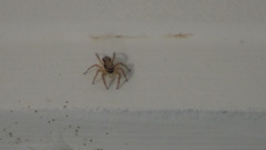 Menemerus bivittatus