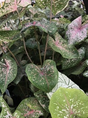 Caladium bicolor