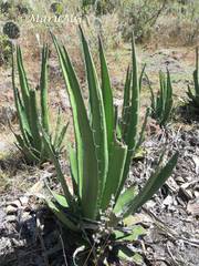 Agave albomarginata