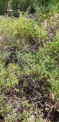 Chenopodium parabolicum
