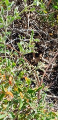Chenopodium parabolicum