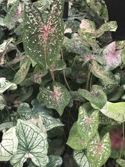Caladium bicolor