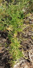 Rhagodia candolleana