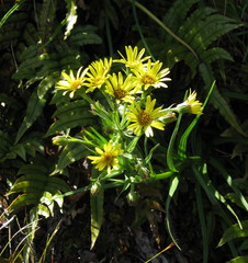 Dolichoglottis lyallii