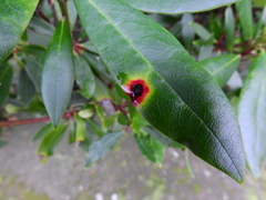Chuppomyces handelii
