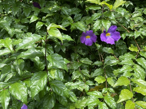 Thunbergia erecta