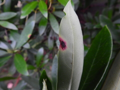 Chuppomyces handelii