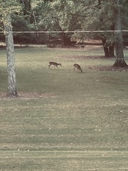 Odocoileus virginianus