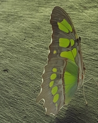 Siproeta stelenes biplagiata