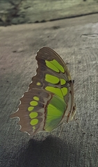 Siproeta stelenes biplagiata