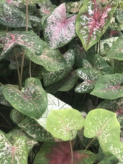 Caladium bicolor