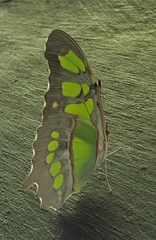 Siproeta stelenes biplagiata