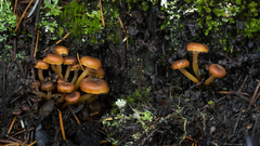 Xeromphalina brunneola