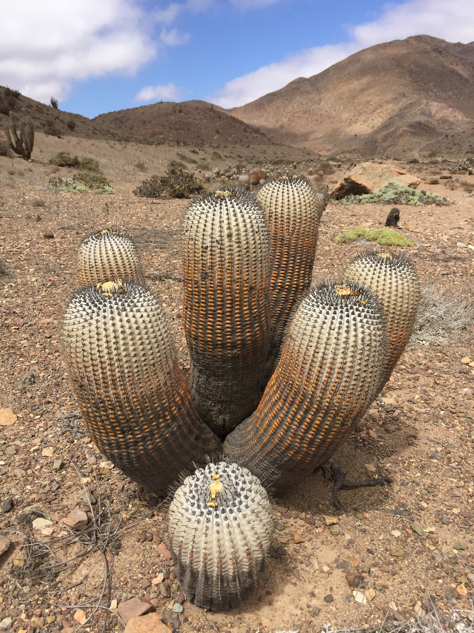 Copiapoa cinerea