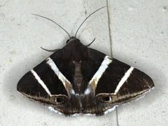 Grammodes oculicola