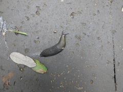Anadenidae