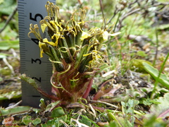 Soroseris hookeriana erysimoides