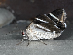 Grammodes oculicola
