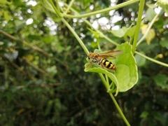 Xanthocampsomeris hesterae