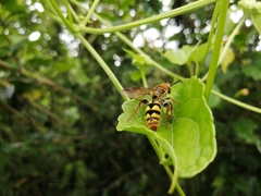 Xanthocampsomeris hesterae