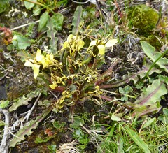 Soroseris hookeriana erysimoides