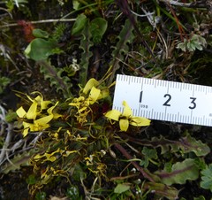 Soroseris hookeriana erysimoides