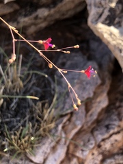 Boerhavia gracillima
