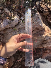 Boerhavia gracillima