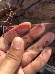 Boerhavia gracillima