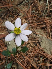 Cosmos diversifolius