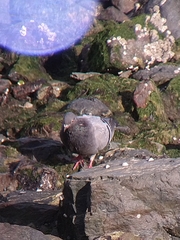 Columba livia
