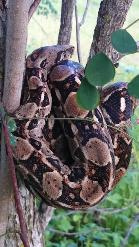 Boa sigma