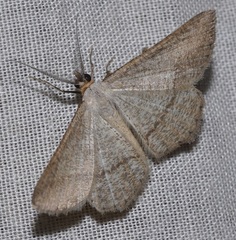 Isturgia catalaunaria