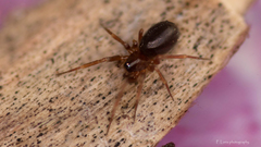 Microneta viaria