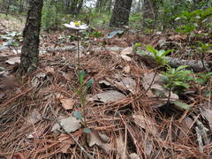 Cosmos diversifolius