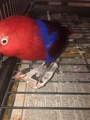 Eclectus